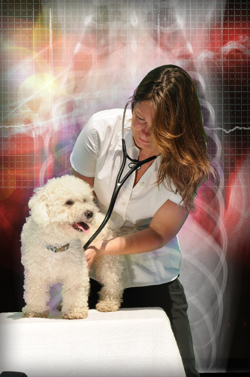 Dr. Janet Olson | Veterinary Cardiology 